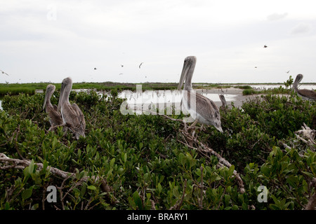 Pellicani su Raccoon isola nel Golfo del Messico fuori del litorale della Luisiana. Foto Stock