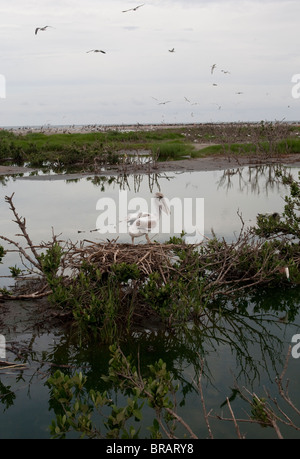 Pellicani su Raccoon isola nel Golfo del Messico fuori del litorale della Luisiana. Foto Stock