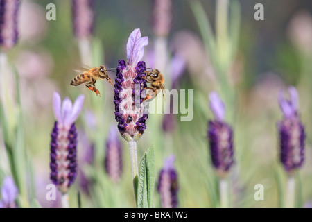 Il miele delle api. Due European miele api ( Apis mellifera ) su un francese di fiori di lavanda ( Lavandula stoechas ). Noto anche come il Western Honey Bee. Foto Stock