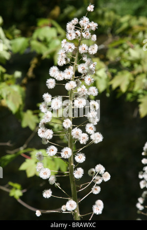 Un Butterbur (Petasites hybridus) fiore levetta Foto Stock