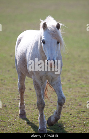 Un bel grigio Welsh Mountain pony stallone Foto Stock