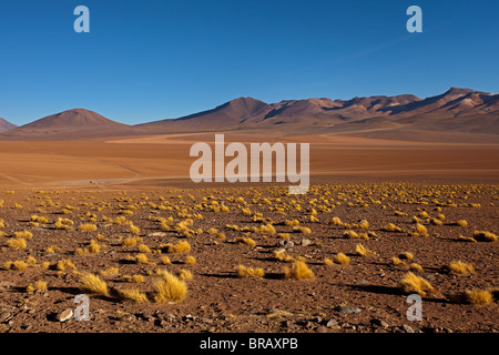 Eduardo Avaroa National Park: Siloli deserto: vista con erba e montagne Foto Stock