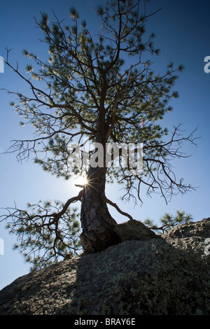 Albero su roccia - Cheyenne Mountain State Park - Colorado Springs, Colorado, STATI UNITI D'AMERICA Foto Stock