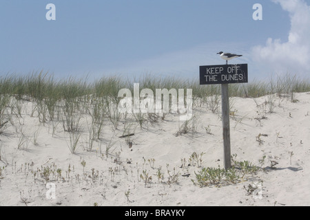 Gabbiano seduta su un 'tenere lontane le dune" segno sulla spiaggia sotto un cielo blu. Foto Stock