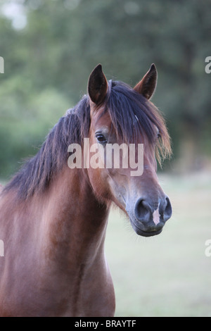 Testa di una splendida baia Welsh Cob Foto Stock