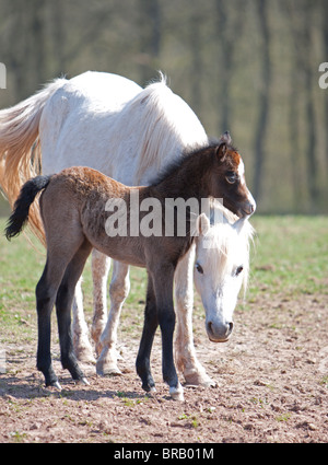 Grigio Welsh pony di montagna mare con la giovanissima brown puledro Foto Stock