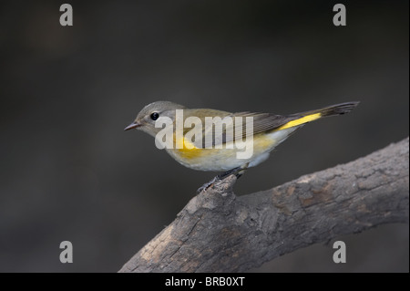 Femmina Redstart americano appollaiato su un ramo Foto Stock