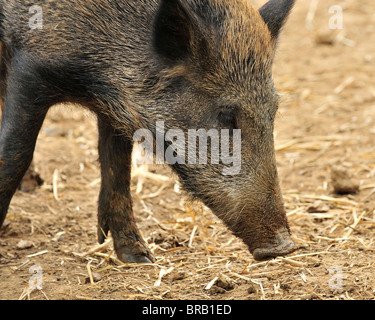 testa di cinghiale Foto Stock