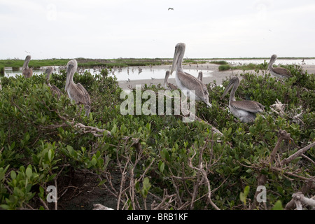 Pellicani su Raccoon isola nel Golfo del Messico fuori del litorale della Luisiana. Foto Stock