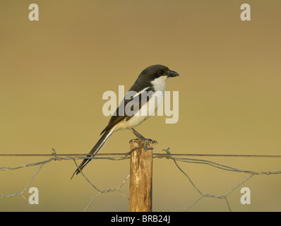 Politica fiscale Shrike Lanius collaris Foto Stock