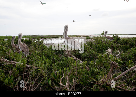 Pellicani su Raccoon isola nel Golfo del Messico fuori del litorale della Luisiana. Foto Stock