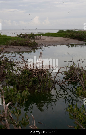 Pellicani su Raccoon isola nel Golfo del Messico fuori del litorale della Luisiana. Foto Stock