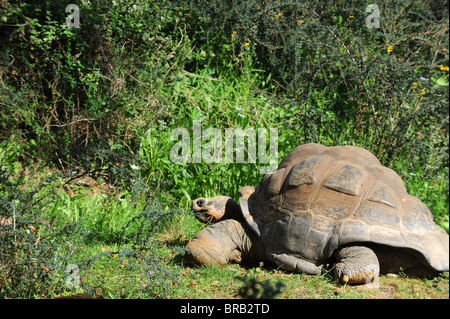 Gigantesca tartaruga Galapagos presso lo Zoo di Londra Foto Stock