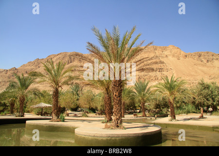 Mar Morto Valley, Einot Tzukim Parco Nazionale Foto Stock