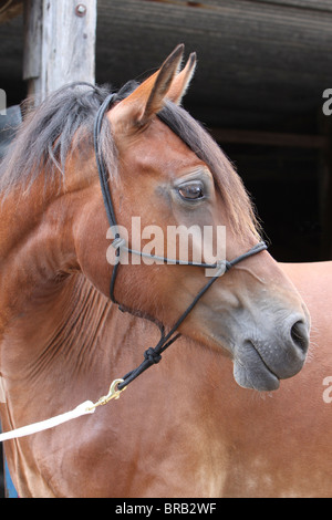 Testa di una splendida baia Welsh Cob Foto Stock