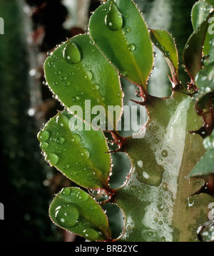 Foglie sul punto di crescita di un cactus cowboy o albero di latte africano (Euphorbia trigona) gocce d'acqua Foto Stock