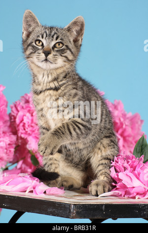 Tabby kitten - seduta su un tavolo Foto Stock