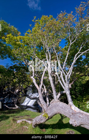 Cascata in prossimità di Ulva sull'Isle of Mull Ebridi Interne Argyll and Bute, Scozia. SCO 6687 Foto Stock