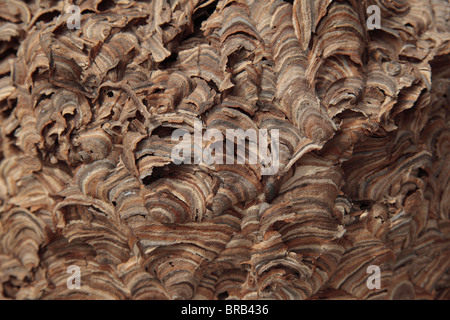 Close up dettaglio della struttura a nido d'ape di un comune Wasp Nest (Vespula vulgaris) utilizzato in un Regno Unito high school. Foto Stock