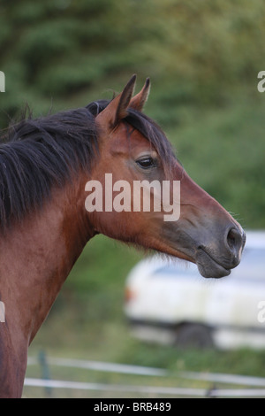 Testa di una splendida baia Welsh Cob Foto Stock