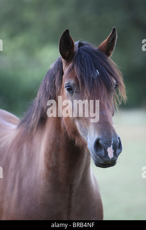 Testa di una splendida baia Welsh Cob Foto Stock