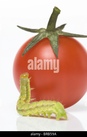 Verde piccolissimo caterpillar di tentare di salire sul pomodoro ciliegino; Cavolo tarma larva (Mamestra brassicae) Foto Stock