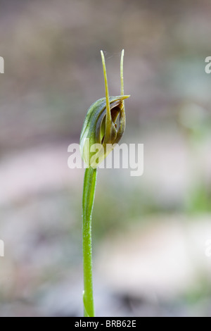 Wild Orchid Maroonhood (Pterostylis pedunculata), Narrawallee Creek Riserva Naturale, Australia Foto Stock