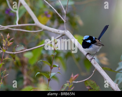 Maschio adulto superba fata blu Wren (Malurus cyaneus) in allevamento piumaggio, NSW, Australia Foto Stock