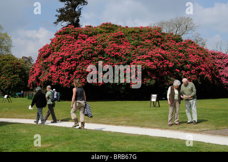 In primavera i visitatori e un enorme fioritura di rododendro arbusto al Lost Gardens of Heligan Cornwall Inghilterra REGNO UNITO Foto Stock