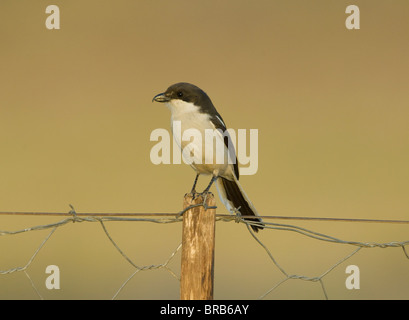 Fiscal Shrike Lanius collaris Foto Stock