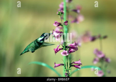 Bianco maschio-eared hummingbird--hylocharis leucotis-arizona-2009 Foto Stock