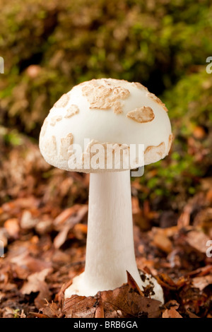 Falsa morte tappo (a fungo Amanita citrina) Foto Stock