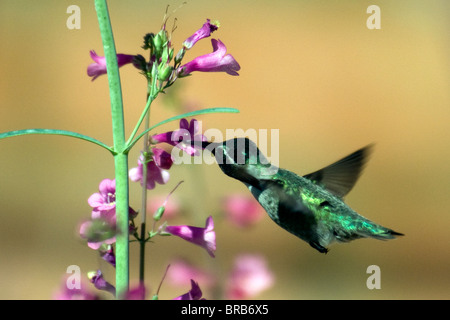 Bianco maschio-eared hummingbird--hylocharis leucotis-arizona-2009 Foto Stock