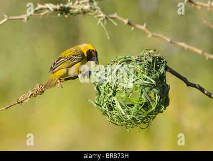 Sud Tessitore mascherato Ploceus velatus montagne Cederberg Namaqualand Northern Cape Sud Africa Foto Stock