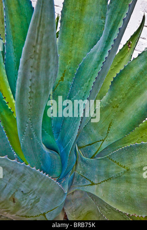 pianta dell'agave Foto Stock