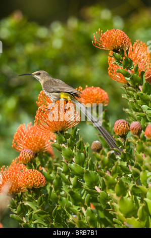 Maschio Sugarbird del capo (Promerops cafer), Cape Town, Giardini Botanici di Kirstenbosch, Sud Africa Foto Stock