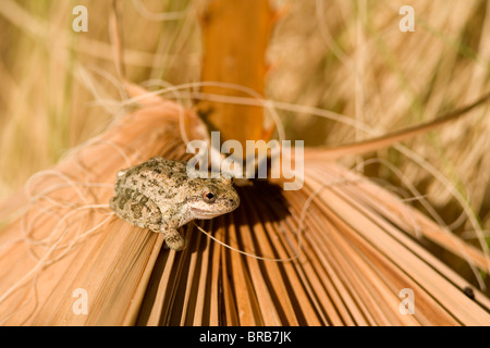 Canyon Raganella (Hyla arenicolor), Borrego Palm Canyon, Anza Borrego State Park, California Foto Stock