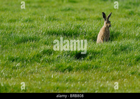 Europeo, lepre Lepus europaeus, seduta in erba, Nord paludi Kent, Kent, Inghilterra, può Foto Stock
