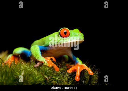 Red-eyed raganella closeup sul nero, seduti sul muschio naturale pronto al grande salto. Agalychnis callidryas. Foto Stock