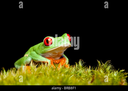 Frog seduti sul muschio naturale isolato su sfondo nero - rosso-eyed raganella (Agalychnis callidryas) Foto Stock