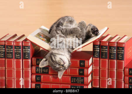 Tabby kitten - dormire su un libro Foto Stock