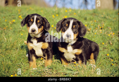 Montagna Entlebucher cane - due cuccioli in piedi su un prato Foto Stock