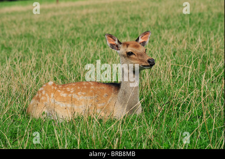 Sika nascondendo di vitello in erba Foto Stock