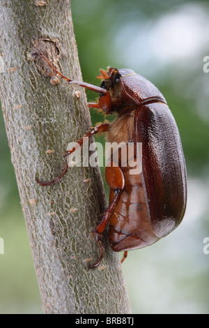 Giugno Bug - Maggio Beetle Foto Stock