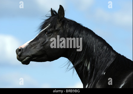 Arabian Pinto Cavallo (Equus caballus ferus), il ritratto di uno stallone. Foto Stock