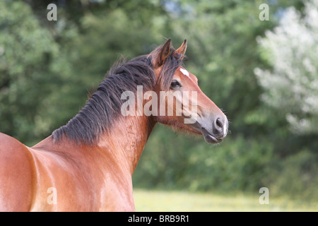 Testa di una splendida baia Welsh Cob Foto Stock