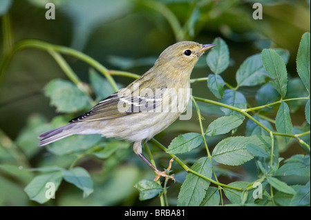 Blackpoll femmina trillo appollaiato su un ramo frondoso Foto Stock