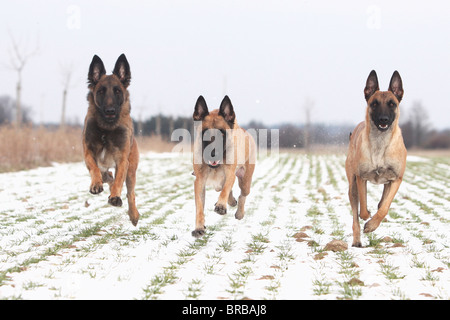 Tre belgi cani da pastore - in esecuzione nella neve Foto Stock