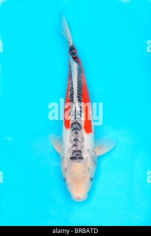 Koi - tagliato Foto Stock