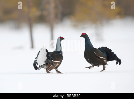 Gallo forcello - due maschi combattimenti nella neve Foto Stock